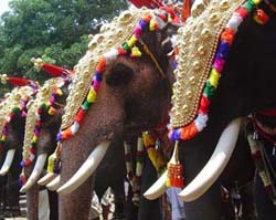 pooram2